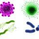 Microbiology